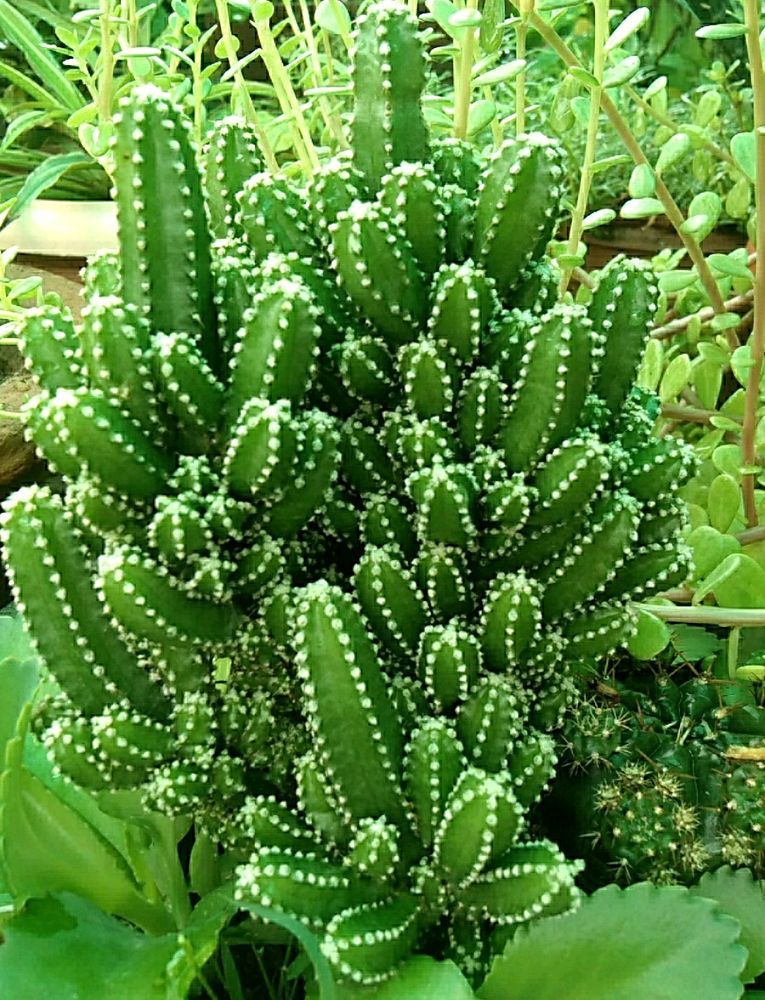 Triangular Cactus