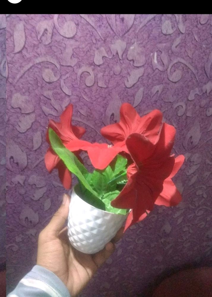 New Rose Red Flower Pot On Cheapest Price ❣️