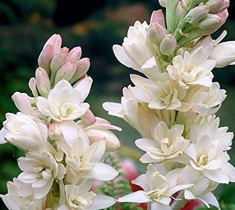 White Scented Lilly Bulbs