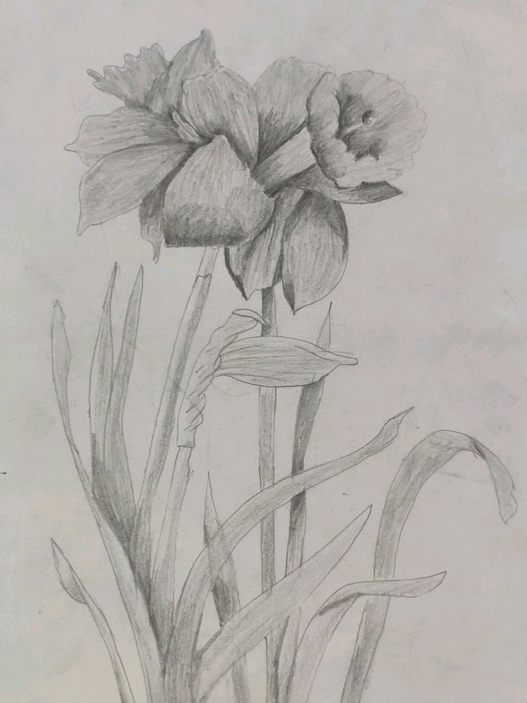 Beautiful Flower Drawing