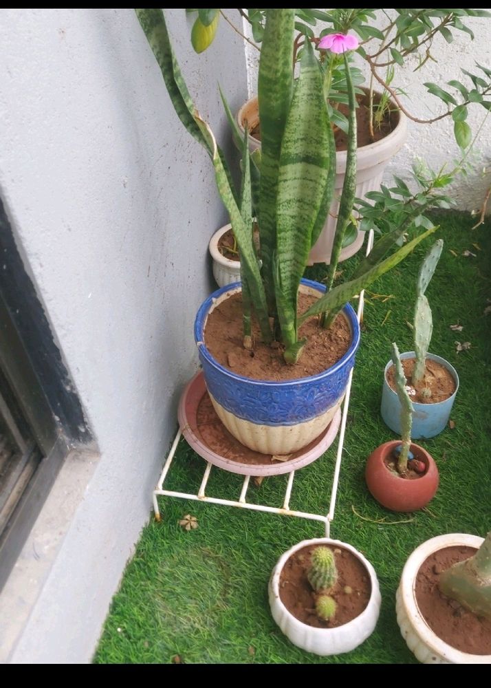 Plant With Pot