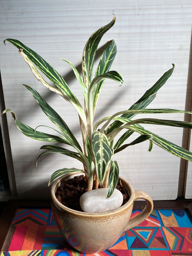 Chinese Evergreen Bai Kaw Indoor Plant