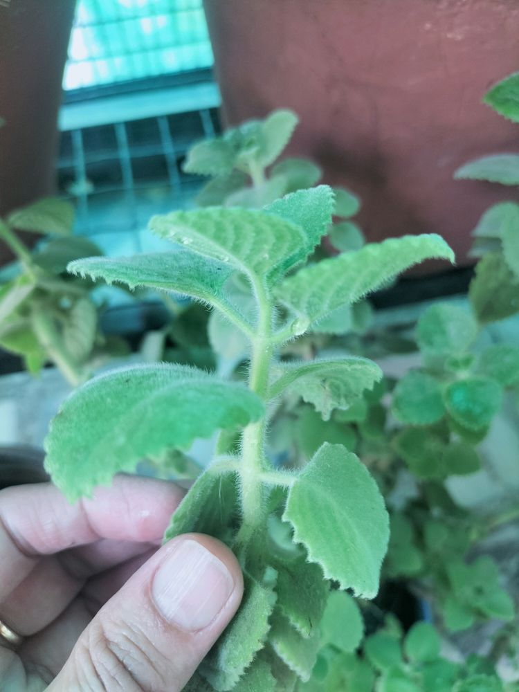 Mexican Mint Plant