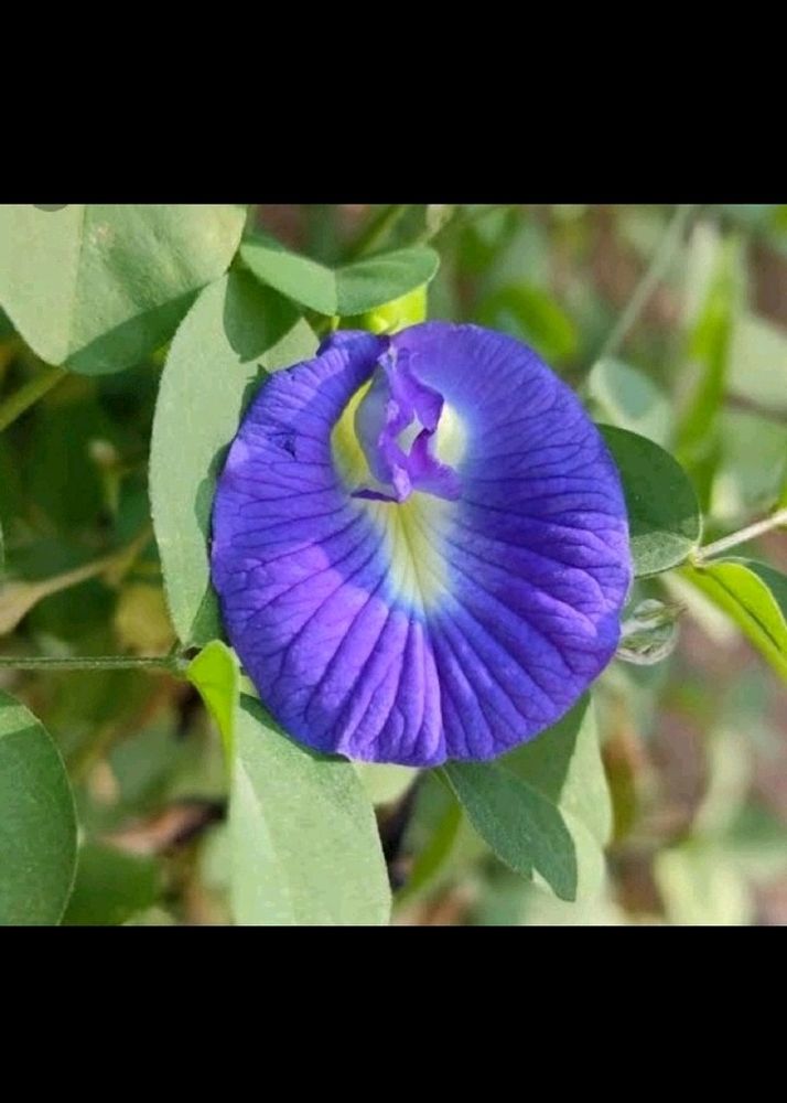 Blue Aprajita Flower Plant Seeds a pack Of 10