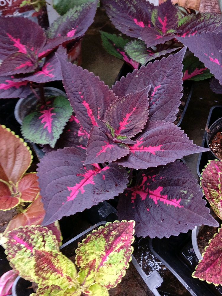 Coleus Cutting