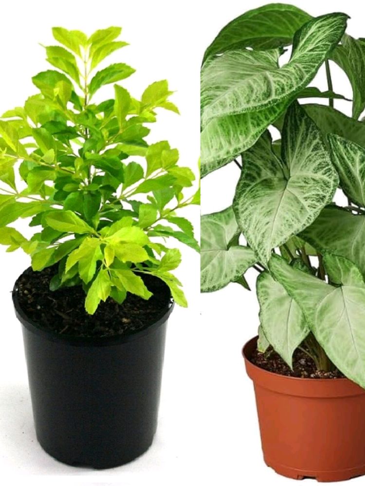 Plants Combo Offer 🌿🌿sygonium + Golden Duranta