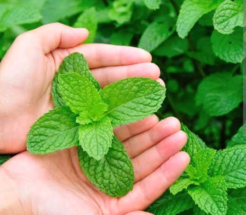 Mint Plants And Lemon Grass Plant