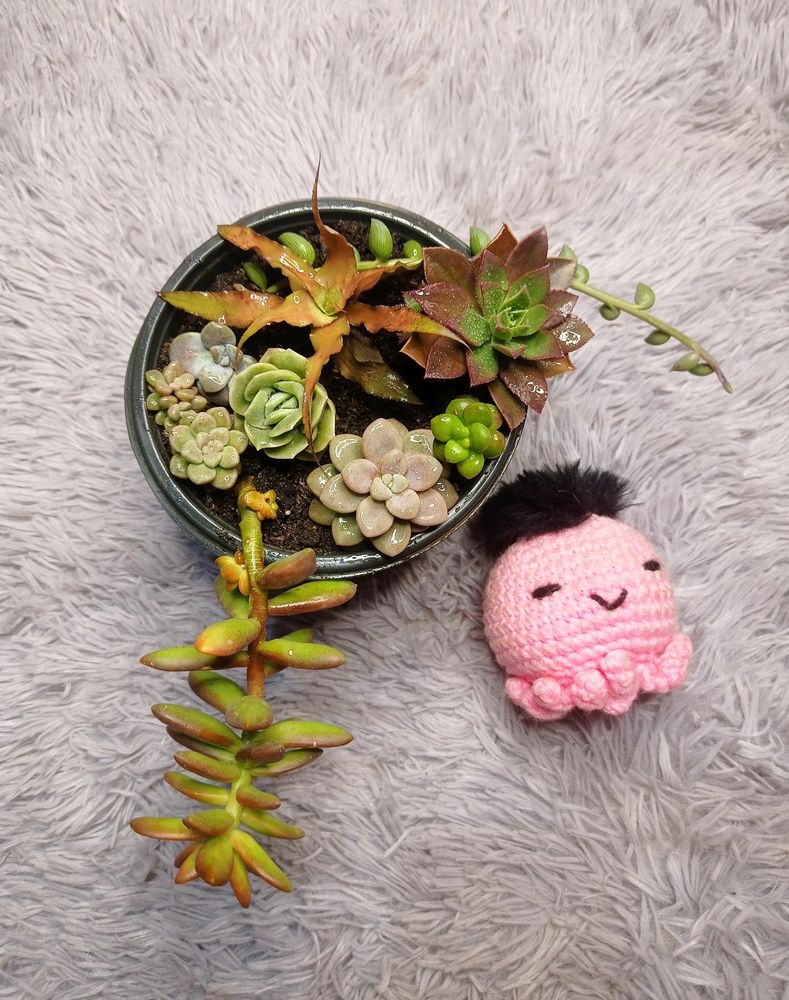 SUCCULENTS COMBO of 9