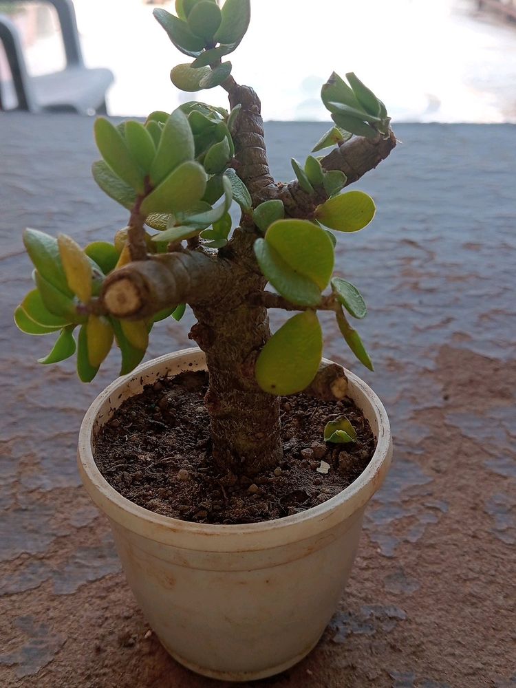 BONSAI GOOD LUCK PLANT