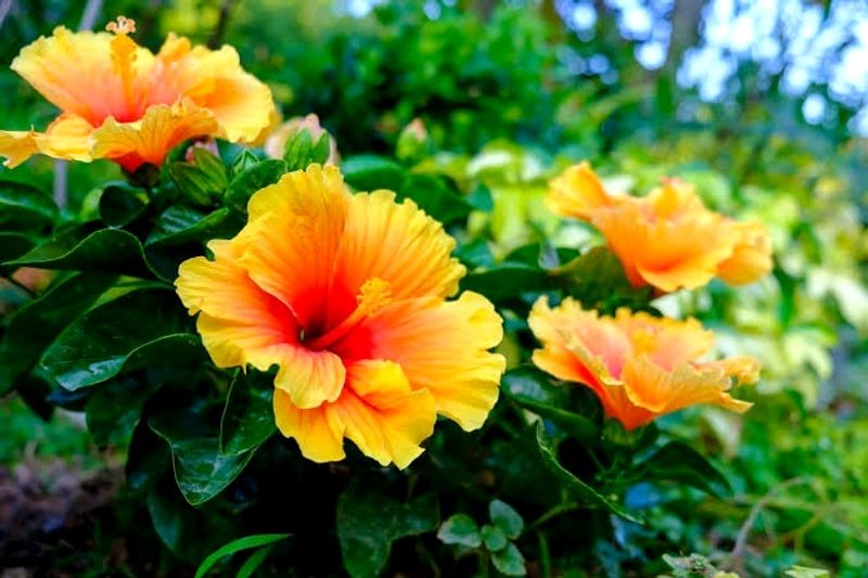 Yellow Hibiscus Plant Cutting (Plane Yello)