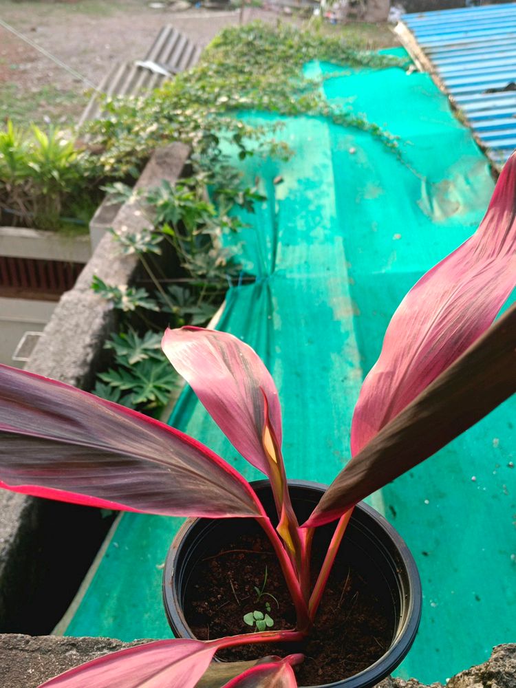 Varigated Cordyline Fruticosa Plant Well Rooted