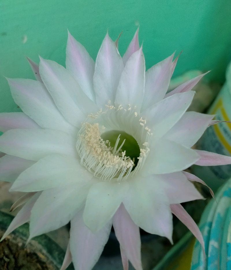 Echinopsis Purple White