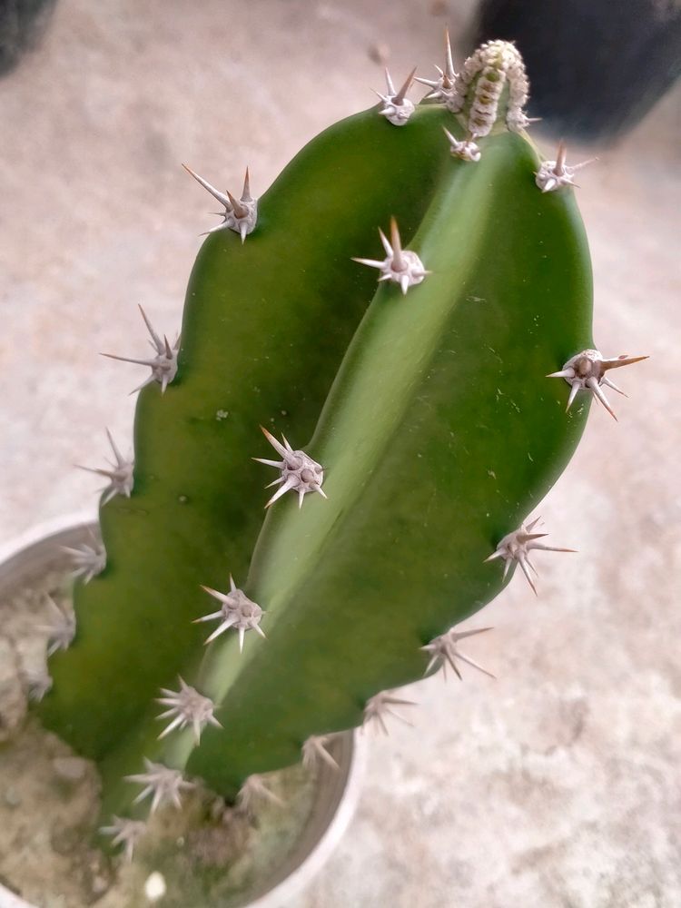 Fairy Castle Cactus