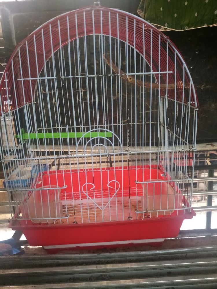 Bird Cage