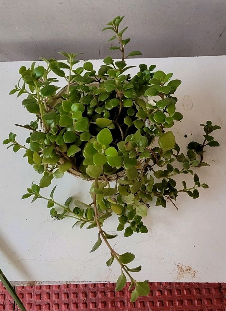 Pilea Depressa Plant🪴& Pot