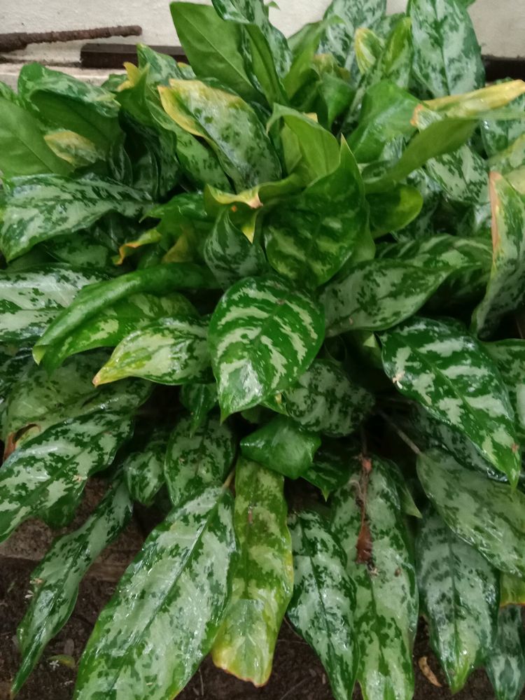 Aglaonema Plant