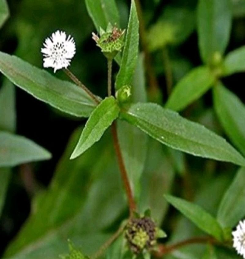 Bhringraj Plant