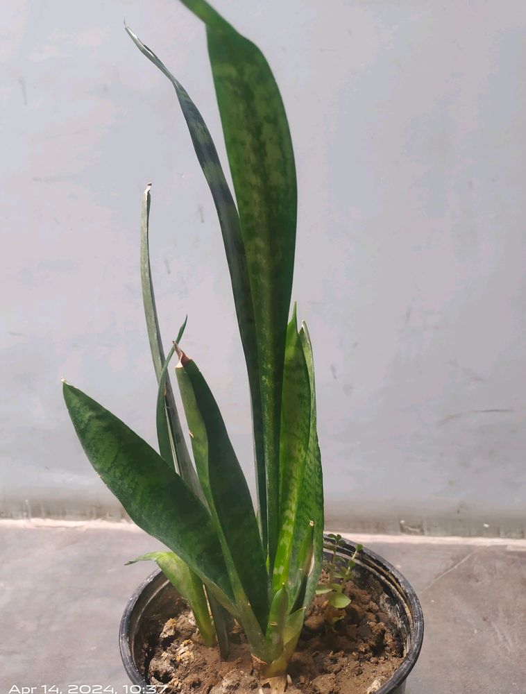 Snake Plant Sapling, Indoor Plants