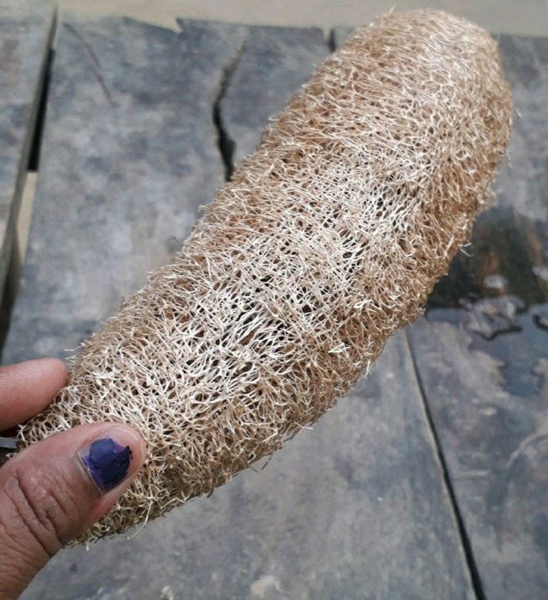 luffa