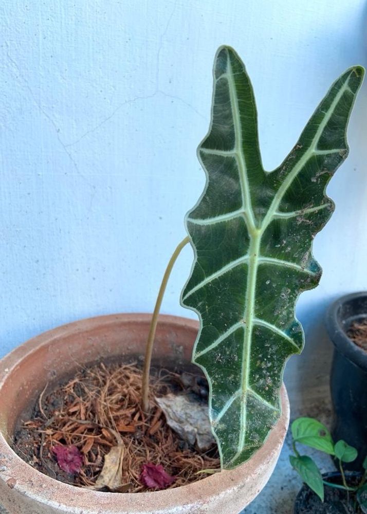 Alocasia Amazonica