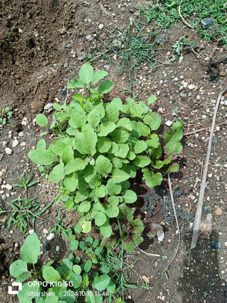 கத்தரிக்காய்/Brinjal நாற்று விற்பனைக்கு