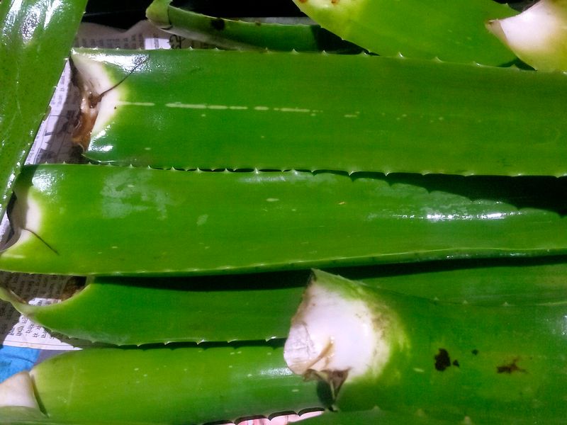 Fresh Organic Full Pulpy Aloevera Medicinal Leaf