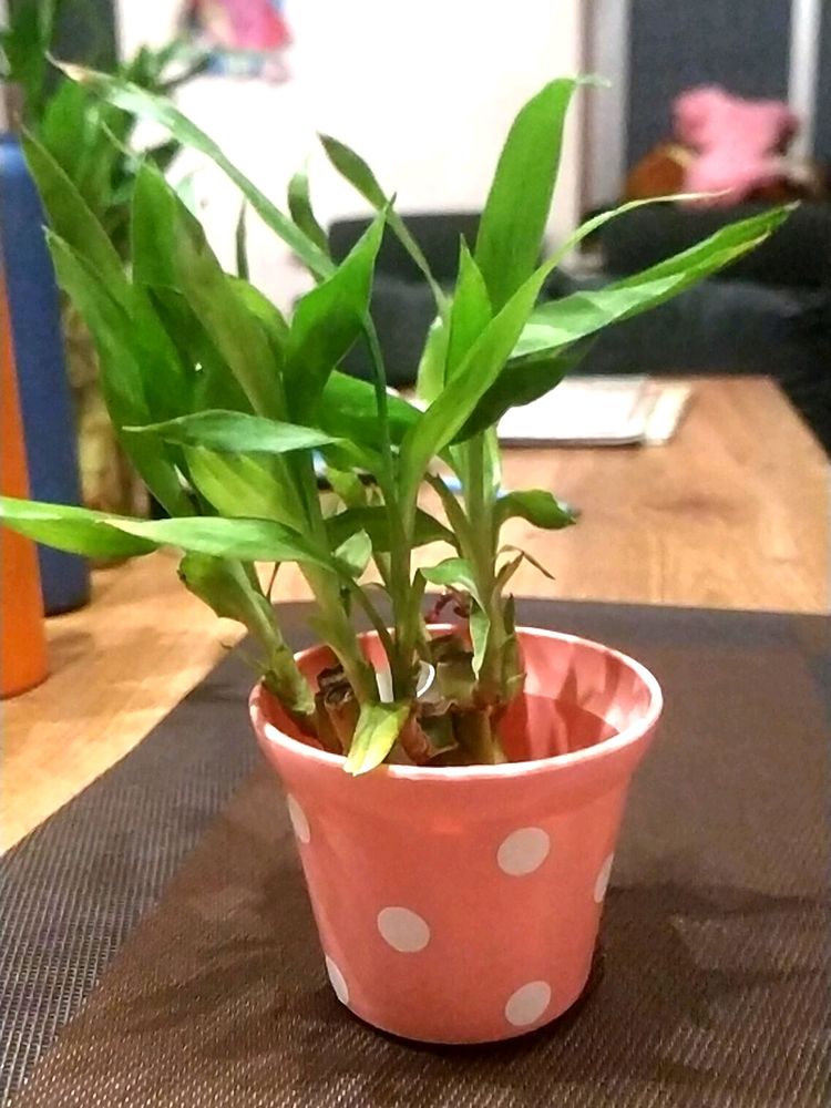 Lucky 🎍 (6 Saplings) With Pot