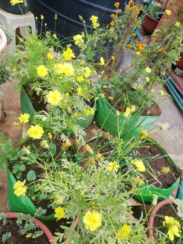 Yellow Cosmos Seeds