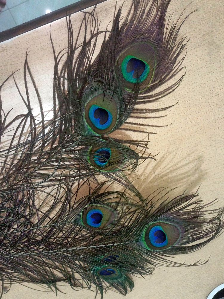 Peacock feathers