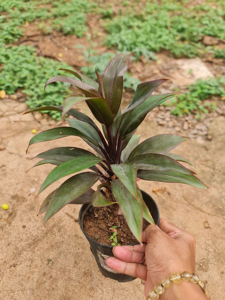 Dracaena