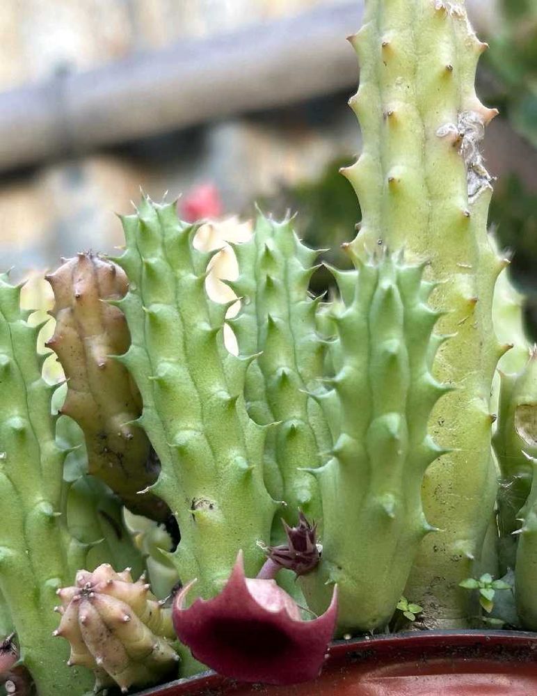 Flowing Cactus With Pot