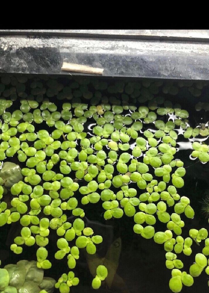 Duck Weed Aquarium Floating Live Plant