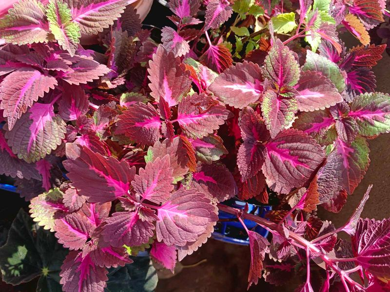 Coleus Plant