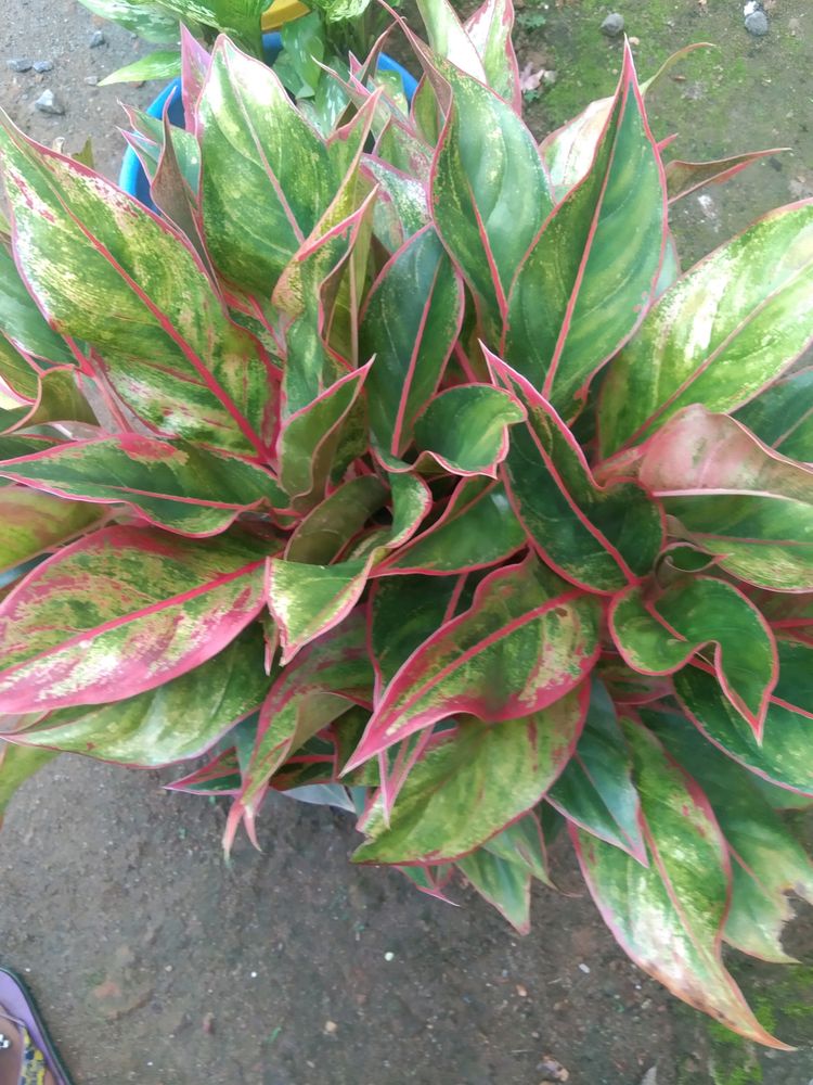 Aglaonema 3 Types Of Live Plant