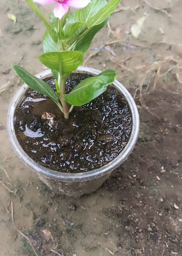 Desi Khad, Vermicompost 1kg