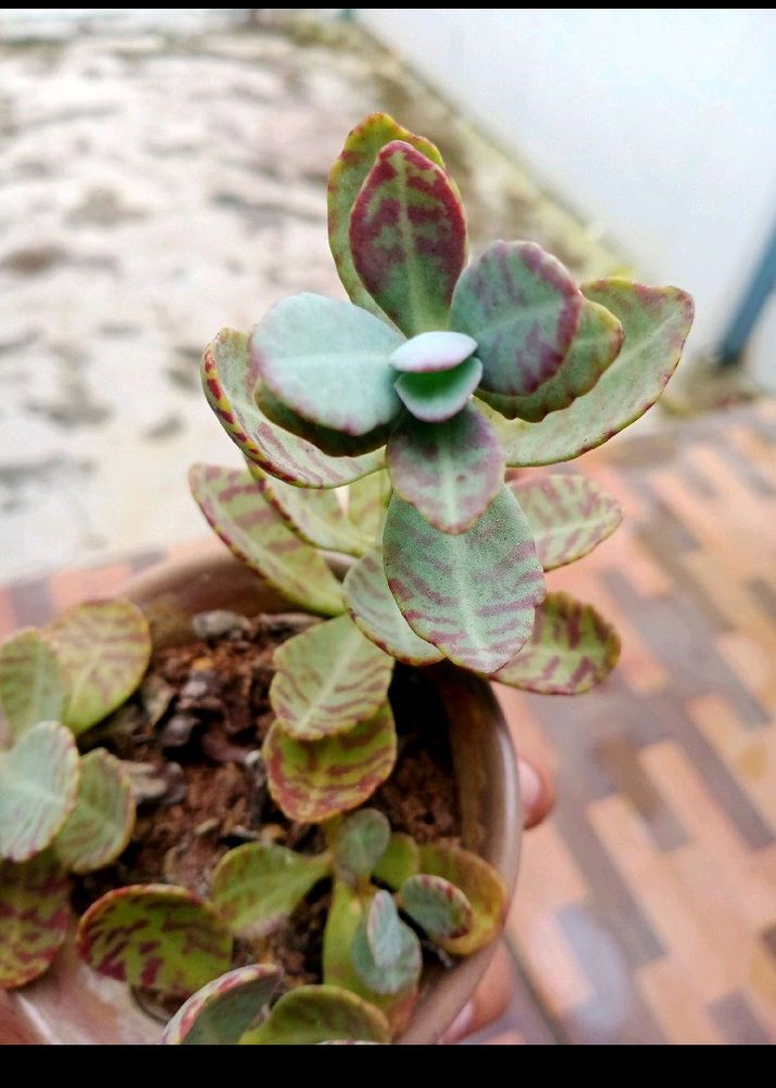 Kalanchoe Mamorato/ Penwiper