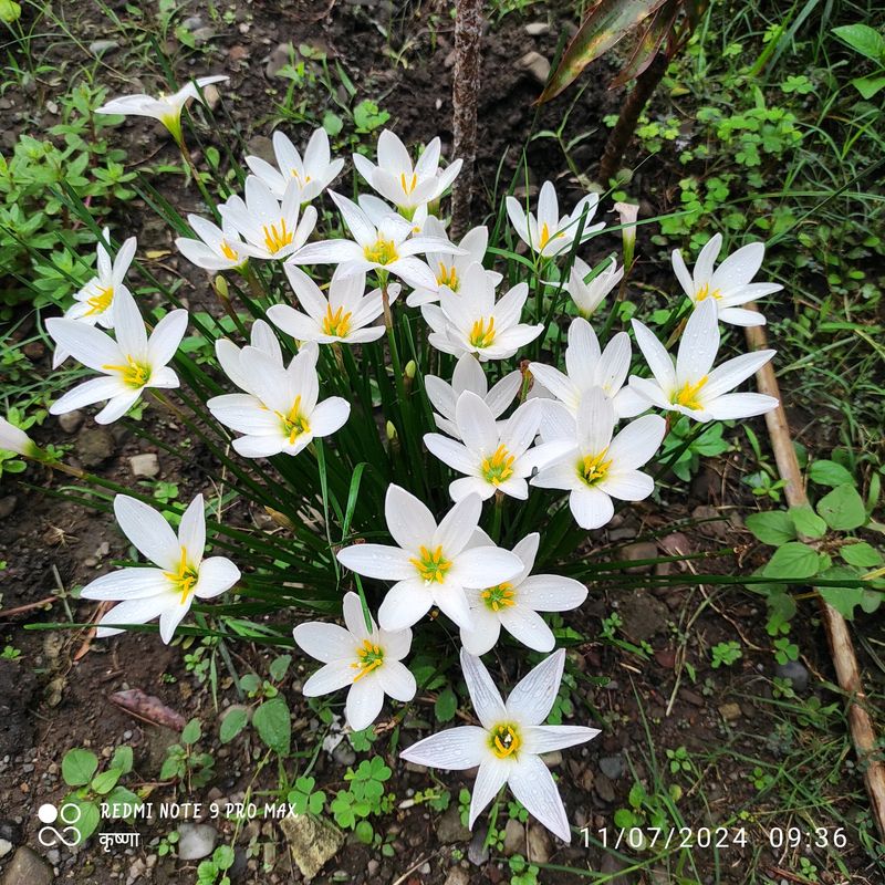 White Lily