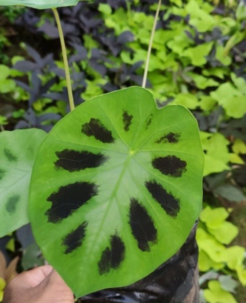 Caladium Plant For Each