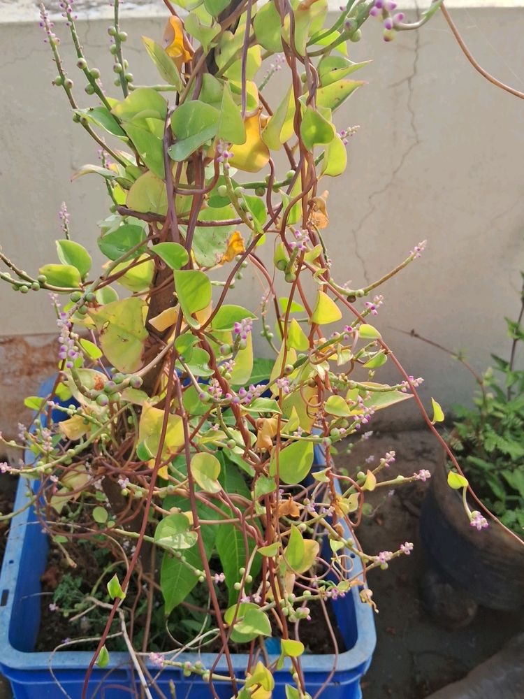 Malabar Spinach Seeds