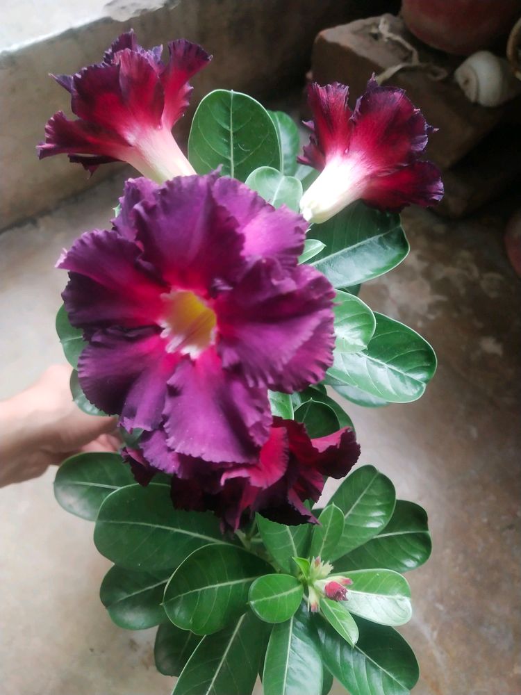 Beautiful Adenium Mock Desert Rose Flower Plant