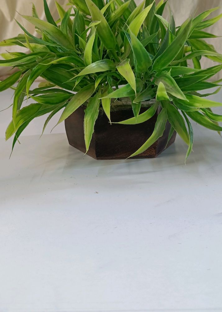 Artificial Plant With Beautiful Wooden Pot