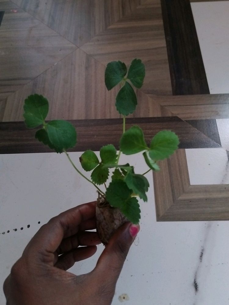 Stroberry Live Plant