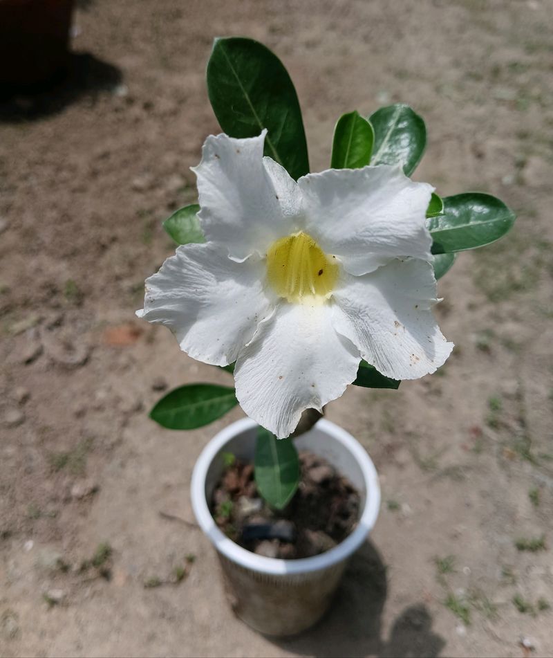 Adenium Obesium