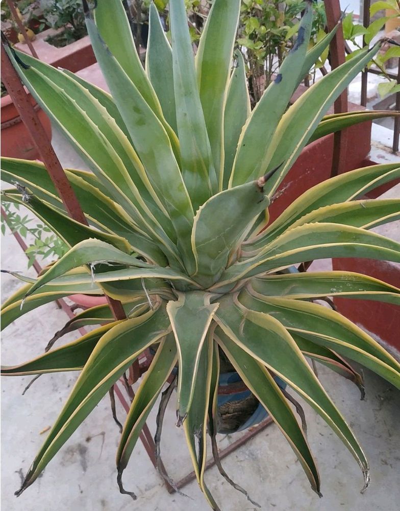 2 Agave Baby Plants