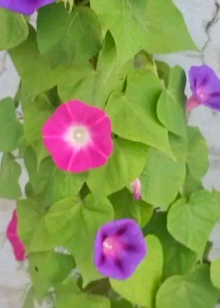 Morning Glory Mix Color High Quality Seeds