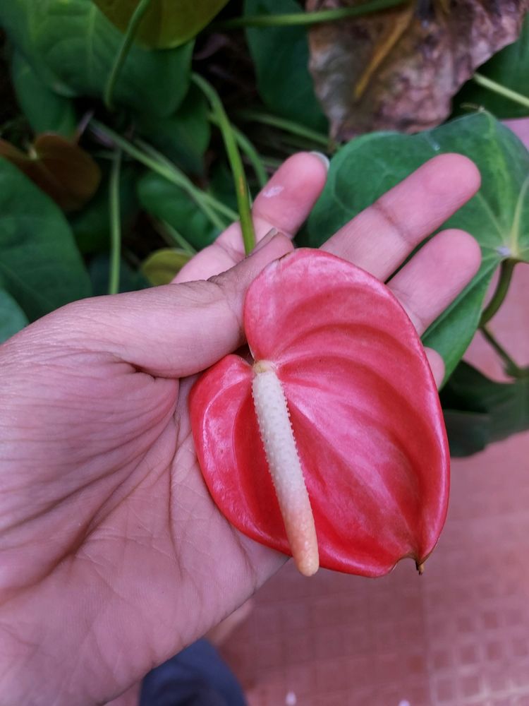 Anthurium Plant