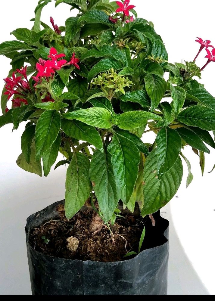 Egyptian Pentas