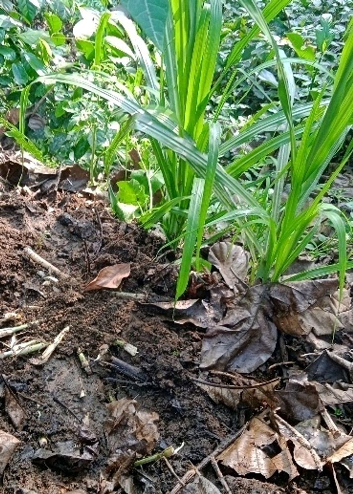 Elephant Grass 20 Seeds Sticks