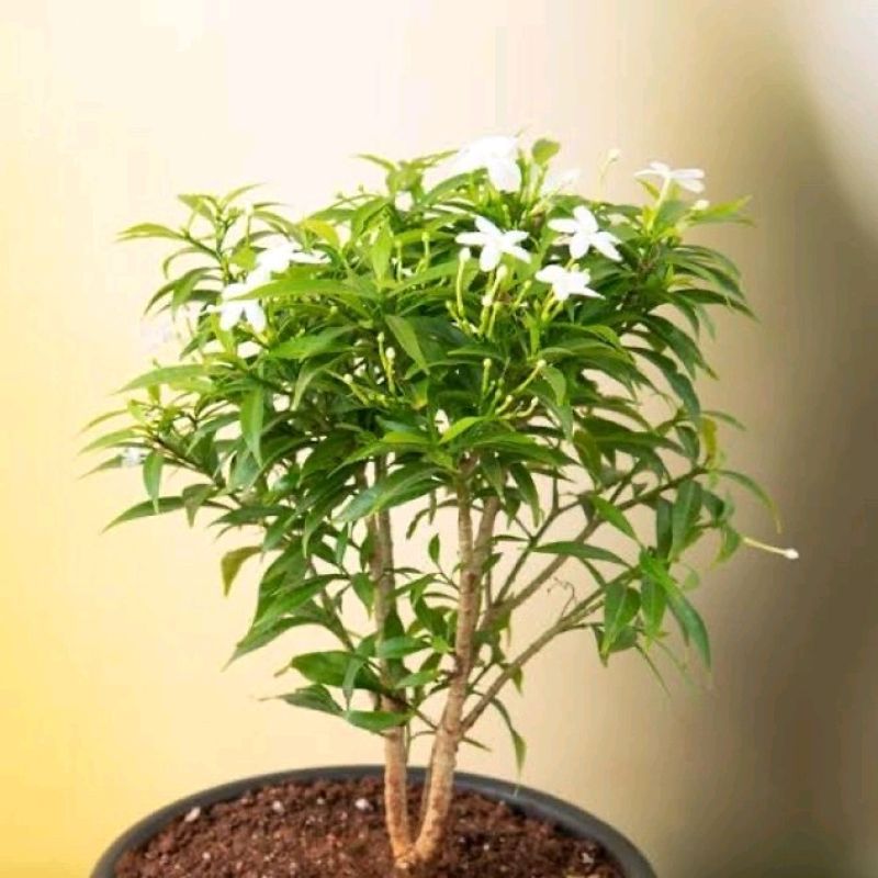 Self Watering Jasmin Plant