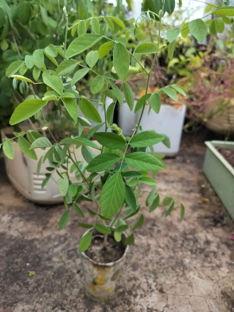 White Aprajita Plant With Roots